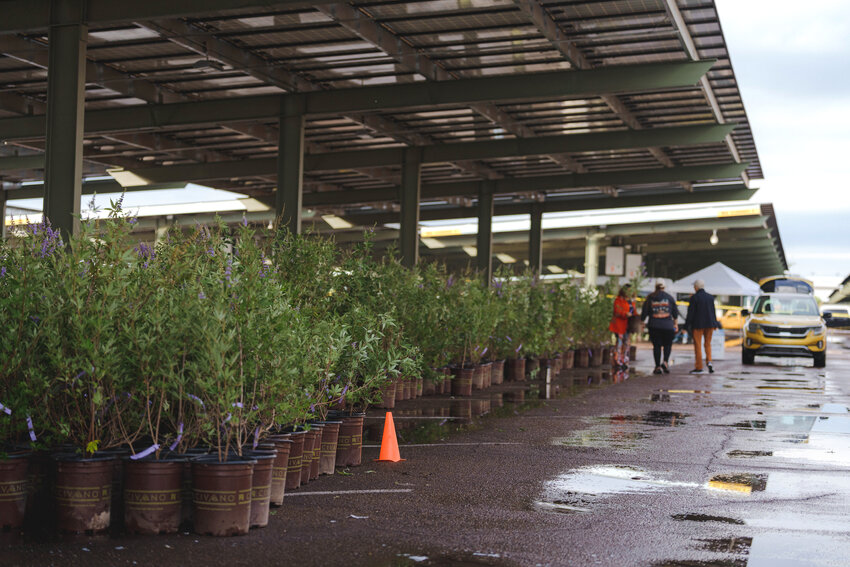 srp-distributes-3-000-free-shade-trees-to-valley-customers-daily